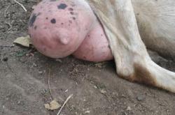 赤峰阿旗妍妍批發(fā)部電話號碼