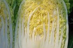 赤峰大白菜收購商家電話號碼