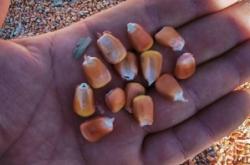 赤峰林西瓜果種植戶電話號碼