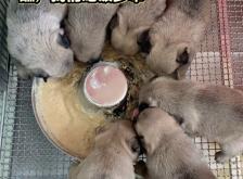 赤峰萌寵聯(lián)盟地址電話是多少號(hào)