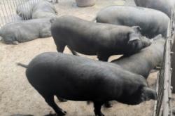 赤峰生豬交易中心地址電話號碼