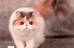 赤峰同城出售幼貓電話多少號(hào)