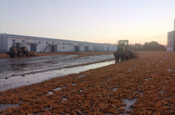 赤峰市所有收玉米地方電話號(hào)碼