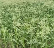 赤峰有收甜玉米的嗎電話號碼