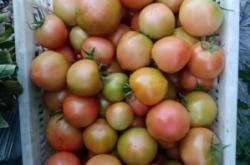 赤峰4個(gè)番茄基地電話號(hào)碼