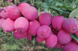 赤峰市蘋果客服電話號(hào)碼是多少