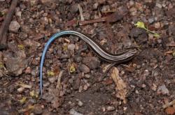 赤峰爬蟲(chóng)市場(chǎng)地址電話號(hào)碼查詢