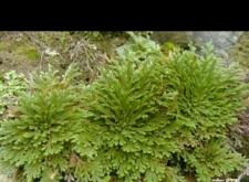 赤峰鮮草工廠電話(huà)地址是多少號(hào)