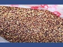 赤峰玉米帶皮收購電話號(hào)碼是多少