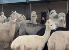 赤峰小動物樂園電話號碼多少