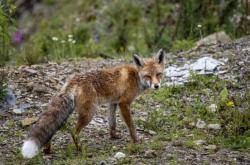 赤峰動物油收購商電話號碼