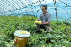 赤峰紅山水果種植基地電話號碼