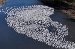 赤峰大鵝蹦迪地址查詢電話號(hào)碼
