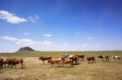 赤峰君正洗煤廠招聘電話號碼