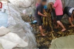 赤峰酸菜加工廠電話號(hào)碼查詢