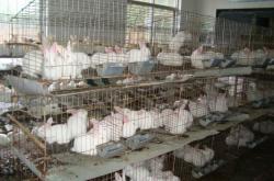 赤峰養(yǎng)殖肉兔合作社電話號(hào)碼