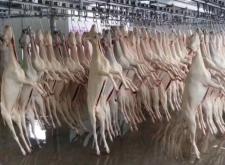 赤峰山羊 屠宰場電話多少號