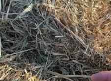 赤峰燕麥草多少錢(qián)一噸