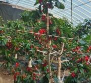 赤峰櫻桃團(tuán)購(gòu)電話多少號(hào)碼