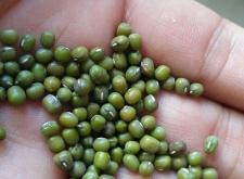 赤峰豆子種子批發(fā)市場電話號碼