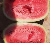 赤峰翠姐西瓜種植基地電話號碼