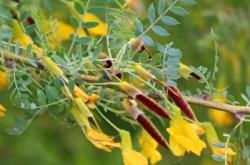 赤峰檸條草籽收購廠家電話號碼