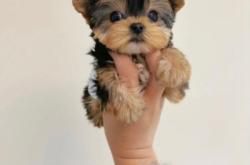 赤峰耐思寵物店地址電話號碼