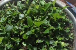 赤峰收購(gòu)檸條籽商家電話(huà)號(hào)碼