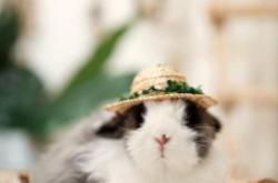 赤峰小兔子寵物店電話號碼