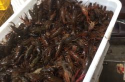 赤峰小龍蝦送貨上門電話號碼