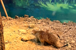 赤峰紅山花卉動(dòng)物園電話號(hào)碼