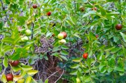 赤峰市酸棗收購電話是多少號