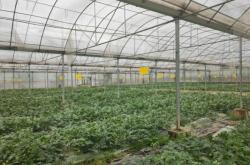 赤峰黑沙西瓜種植基地電話號(hào)碼