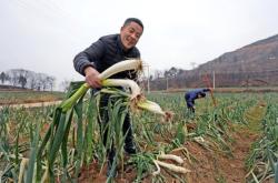 赤峰閆哥大蔥種植基地電話號碼