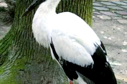 赤峰阿魯科爾沁網(wǎng)吧電話號碼