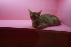 赤峰市夢(mèng)幻寵物店電話號(hào)碼