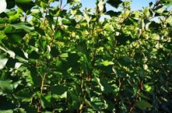 赤峰市賣出樹苗機(jī)器電話號碼