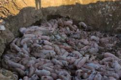 赤峰市附近種豬場電話號(hào)碼