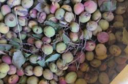 赤峰野山葡萄批發(fā)電話號碼查詢