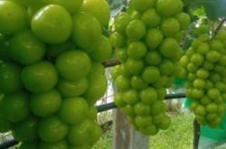 赤峰葡萄袋批發(fā)電話多少號