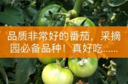 赤峰番茄基地電話號碼查詢是多少