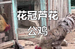 赤峰蘆花大公雞飯店電話號(hào)碼