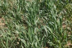 赤峰燕麥草收購(gòu)商家電話號(hào)碼