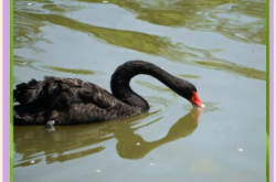 赤峰養(yǎng)殖黑天鵝基地電話號碼