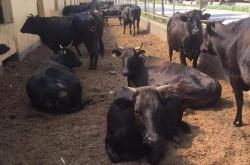 赤峰黑牛養(yǎng)殖場(chǎng)地址電話號(hào)碼