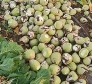 赤峰芥菜回收廠家電話多少號