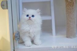 赤峰市閃閃貓舍地址電話號(hào)碼