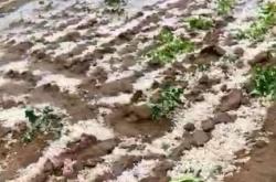 赤峰大廟飼料廠電話號(hào)碼查詢