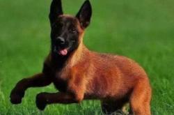 赤峰同城找狗電話多少號(hào)碼