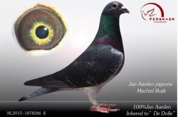 赤峰賽鴿出售信息網(wǎng)站電話號碼